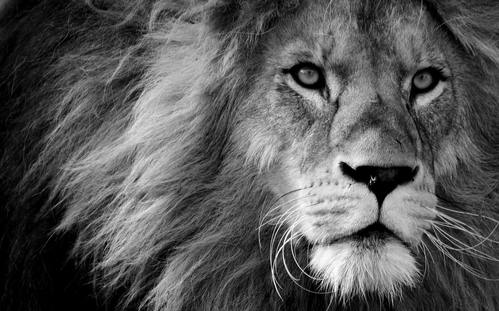 Wildlife photography, lion
